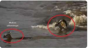 Video Pilu, Detik-Detik Induk Rusa Korbankan Nyawa untuk Selamatkan Anaknya dari Buaya