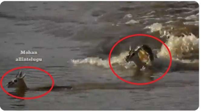 Video Pilu, Detik-Detik Induk Rusa Korbankan Nyawa untuk Selamatkan Anaknya dari Buaya