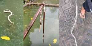 Ular Salah Nyemplung Kolam, Separuh Badan Terkoyak Jadi Kerangka