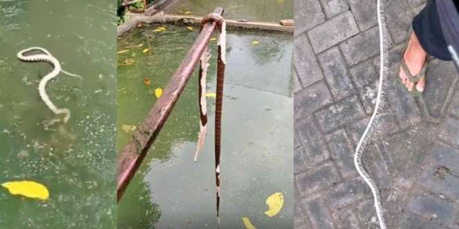 Ular Salah Nyemplung Kolam, Separuh Badan Terkoyak Jadi Kerangka