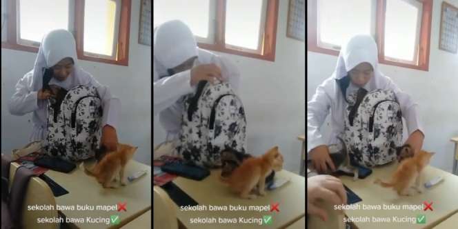 Viral Video Tas Siswi Jadi Rumah Kucing, Saat Dibuka di Kelas Jumlahnya Bikin Heran