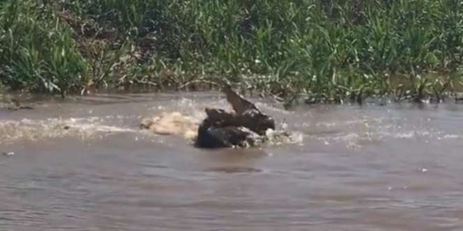 Ditonton 16 Juta Kali, Pertarungan Maut Jaguar Vs Buaya Bikin Darah Berdesir