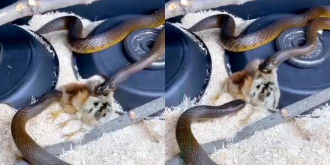 Jika Dua Ular Lapar Diberi Makan Anak Ayam Bersamaan, Lihat yang Terjadi Selanjutnya...