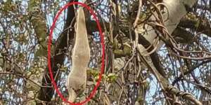 Benda Aneh Menggantung di Kebun Gegerkan Warga, Tak Ada yang Berani Mendekat