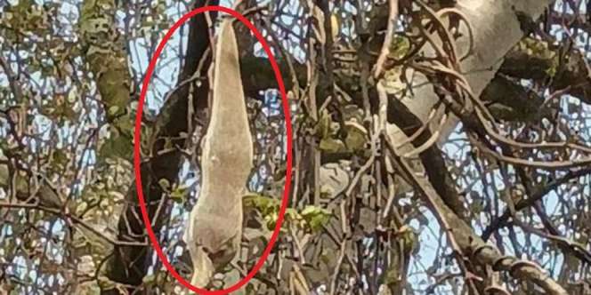 Benda Aneh Menggantung di Kebun Gegerkan Warga, Tak Ada yang Berani Mendekat