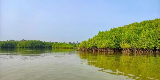 10 Manfaat Hutan Bakau Bagi Lingkungan Hidup, Cegah Abrasi hingga Pemanasan Global