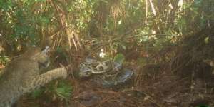 Video Langka! Pertarungan Maut Kucing Hutan Vs Ular Piton Raksasa yang Lindungi Telurnya