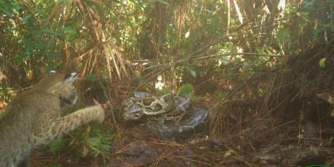 Video Langka! Pertarungan Maut Kucing Hutan Vs Ular Piton Raksasa yang Lindungi Telurnya