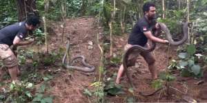 Monster King Kobra Liar Gunung Gede Karakternya Mirip Garaga, Sempat Berpose Hati di Depan Panji Petualang