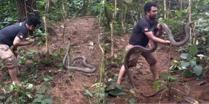Monster King Kobra Liar Gunung Gede Karakternya Mirip Garaga, Sempat Berpose Hati di Depan Panji Petualang