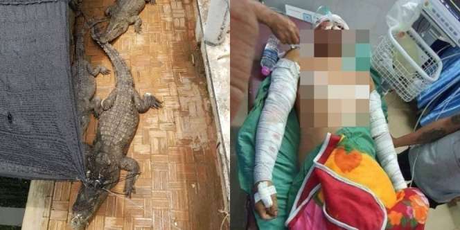 Nasib Tragis Pawang Buaya Jadi Bulan-bulanan 5 Peliharaannya Usai Jatuh ke Kolam Tengah Malam