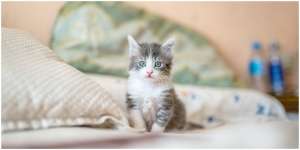 9 Manfaat Kucing sebagai Hewan Peliharaan, Cocok Jadi Sahabat dan Jaga Kesehatan Mental