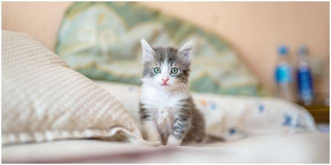 9 Manfaat Kucing sebagai Hewan Peliharaan, Cocok Jadi Sahabat dan Jaga Kesehatan Mental