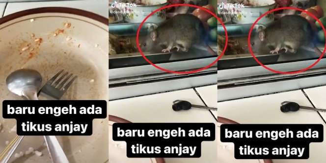 Makan di Warung Sudah Habis Sepiring, Baru 'Ngeh' Ada Tikus Jilati Sayur di Loyang, Pembeli Auto Mual!