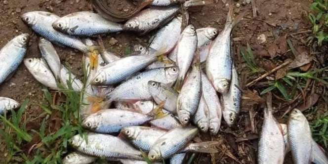 Misteri Fenomena Hujan Ikan Tiap Tahun di Honduras yang Sampai Saat Ini Masih Jadi Teka-teki Ilmuwan