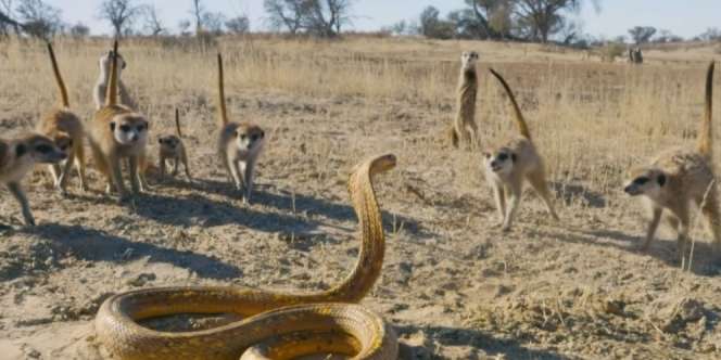 Video King Cobra Hilang Kehormatan di Depan Hewan Mungil: Menyerah Tanpa Syarat Usai Bertarung Sengit