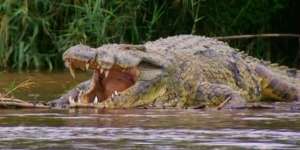 Misteri Gustave, Buaya Nil Raksasa Pemangsa Manusia yang Dikenal Cerdik dan Tak Mudah Dijebak