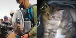 Gak Mau Pisah, 3 Kucing Ikut Mudik Naik Perahu, Satu Ekor Mabuk