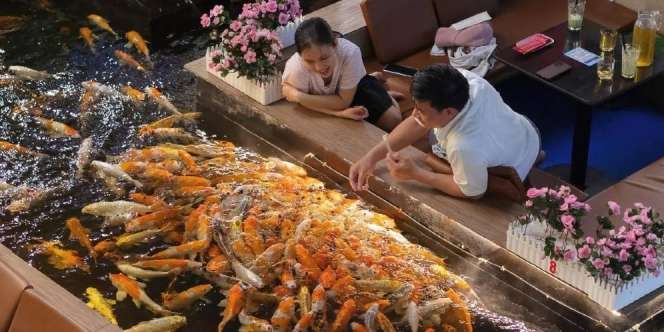 Cafe Koi Hits di Vietnam, Bisa Santai di 'Kolam' Raksasa