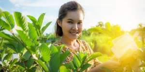 Manfaat Daun Jambu Biji untuk Wajah dan Cara Membuatnya Sebagai Obat Usir Jerawat