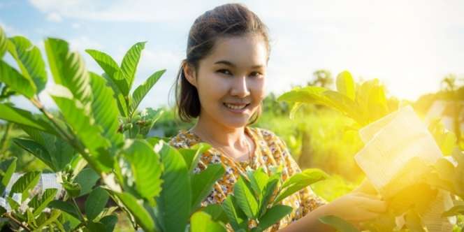 Manfaat Daun Jambu Biji untuk Wajah dan Cara Membuatnya Sebagai Obat Usir Jerawat