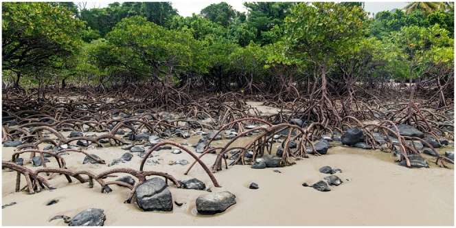 8 Manfaat Mangrove bagi Kehidupan, Harus Dijaga Tetap Lestari