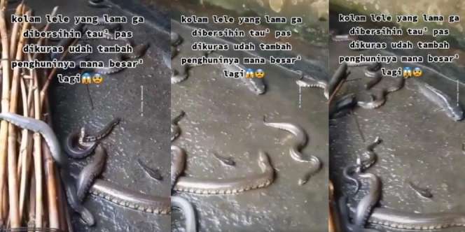 Lama Tak Dibersihkan, Kolam Lele Berubah Jadi Sarang Ular, Netizen: 'Uler Sampai Punya Keluarga Besar'