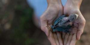 Suhu India Capai 46 Derajat Celcius, Burung-Burung Berjatuhan