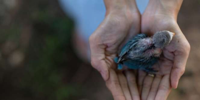 Suhu India Capai 46 Derajat Celcius, Burung-Burung Berjatuhan