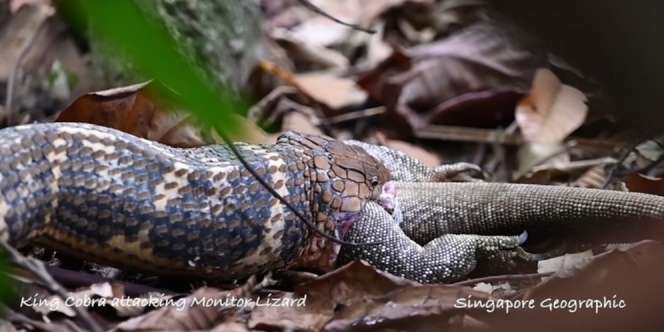 Video Detik-Detik King Cobra Telan Bulat-Bulat Biawak Raksasa