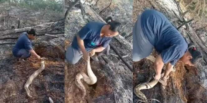 Viral! Video Emak-emak Berburu Tiga Ular Gemuk di Sarangnya, Netizen: 'Betot Ular Macam Tarik Cacing'