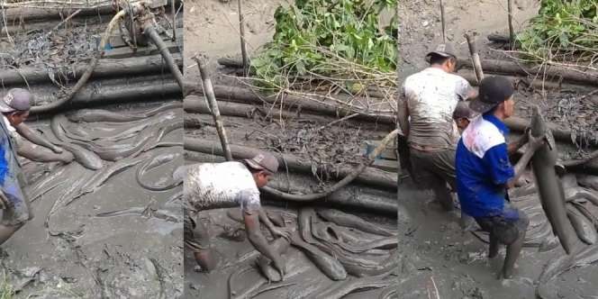 Bikin Bergidik! Kuras Kolam Dikira Lihat Batang Kayu, Malah Ketemu Lele Gendut Segede Lengan Orang Dewasa