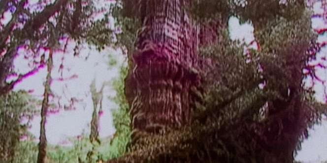 Berusia 5.484 Tahun, Begini Penampakan Pohon Tertua yang Masih Hidup di Muka Bumi