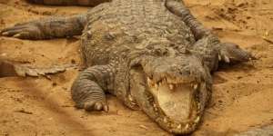 Bocah 14 Tahun Tarung Lawan Buaya, Selamat Meski Tubuh Sudah di Dalam Mulut si Predator