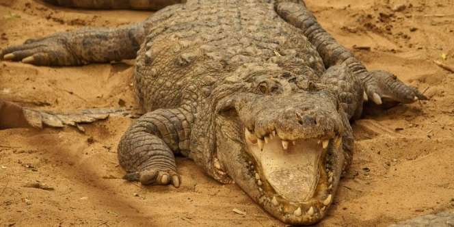 Bocah 14 Tahun Tarung Lawan Buaya, Selamat Meski Tubuh Sudah di Dalam Mulut si Predator