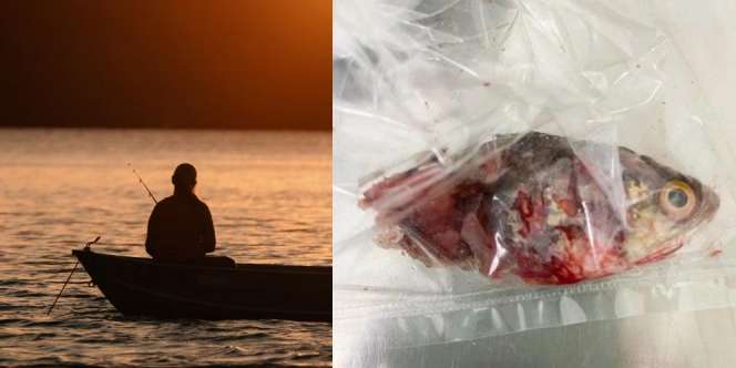 Nelayan Mancing sambil Menyelam, Eh Ikannya Malah Nyelonong Masuk Mulut dan Nyangkut di Tenggorokan
