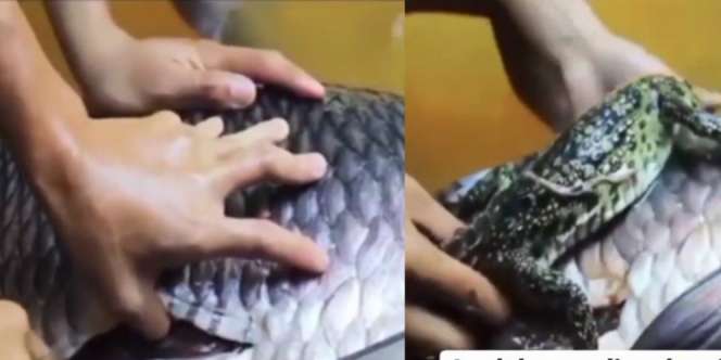 'Menyalahi Kodrat'! Perut Ikan Dibelah, Isinya Ternyata Dua Ekor Buaya