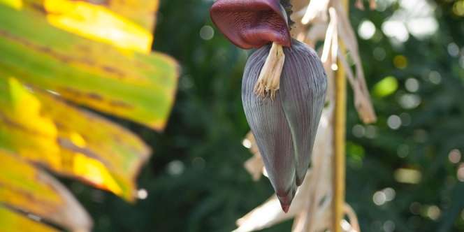 8 Manfaat Jantung Pisang untuk Kesehatan, Bisa Mengatasi Infeksi hingga Diabetes