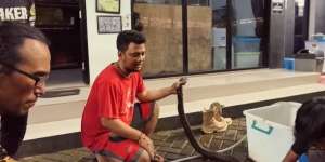 Ular King Kobra Gigit Pawang hingga Tewas Kini Diserahkan ke Panji Petualang, Lihat 7 Penampakannya Bikin Bergidik!