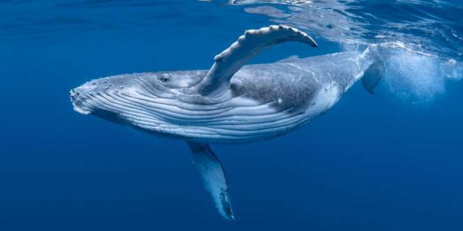 Pria Ini Ditelan Bulat-Bulat oleh Paus dan Keluar Hidup-Hidup, Begini Kisah Mengerikan di Dalam Hewan Raksasa Itu