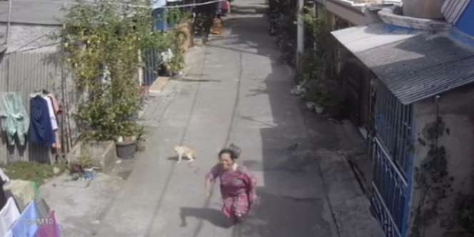 Viral Emak-Emak Usir Kucing Diserang Balik Sampai Kabur, Endingnya Malah Bikin Ngakak