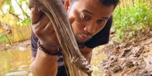 Potret Panji Petualang Kuras Empang Emak, Ternyata Ketemu Ular Predator Gendut Bermuka Jelek!