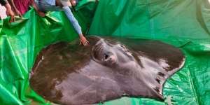 Ikan Air Tawar Terbesar di Dunia Ditangkap, Begini Penampakannya