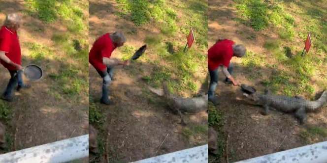 Video Buaya Lagi Apes, Mau Serang Kakek-Kakek Malah Kena Pukul Wajan di Kepala: Auto Kabur Balik ke Rawa