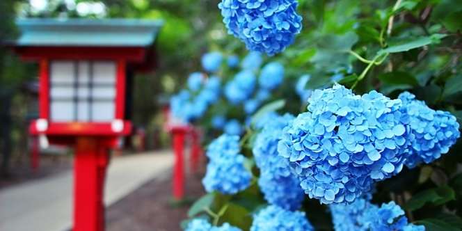 Wakayama Jepang, Surganya Bunga di Musim Hujan