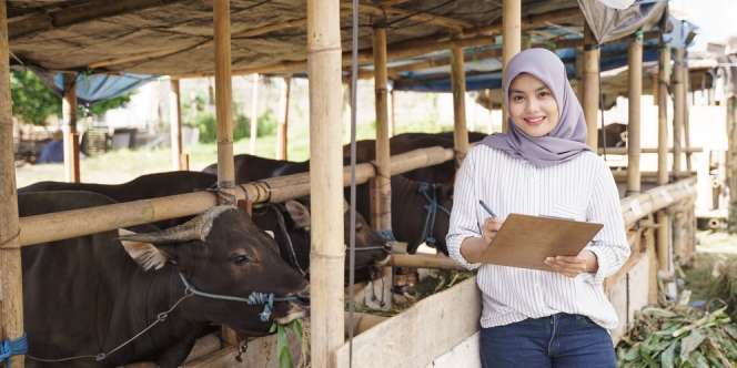 Darurat PMK, Gejala Penyakit Mulut dan Kuku dan Dampaknya pada Manusia