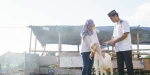 Darurat PMK, Dunia Belum Bebas Penyakit Mulut dan Kuku, Termasuk di India