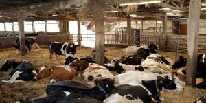 Darurat PMK, 32 Tahun Bebas Penyakit Mulut dan Kuku Kini Kembali Mencengkram Indonesia