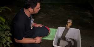 Ular King Kobra Pembunuh Ini Nyaris Gigit Tangan Panji Petualang, Lihat 7 Penampakannya Bikin Bergidik!