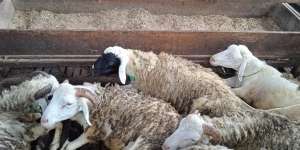 Bebas dari Wabah PMK, Begini Cara DD Farm Yogyakarta Rawat Ternak Kambing